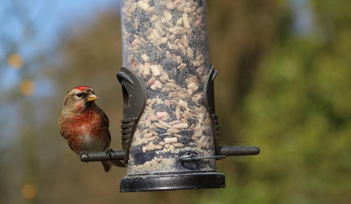 Storing Root Vegetables for Winter Without a Root Cellar